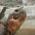Giant tortoises being amazing. | Photo taken by Katrina H