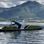 Collecting lake grasses  | Photo taken by Gregory R
