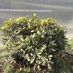 Photo taken by Shakira A