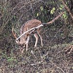 Spotted Deer | Photo taken by Sylvanna C