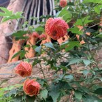 Photo taken by Vicky V