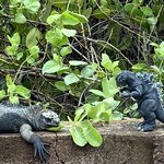 Godzilla inspecting a marine iguana on the way to Charles Darwin Station | Photo taken by Mylinda D