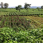 Photo taken by Rodney S