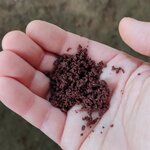 Photo taken by Mordechay T