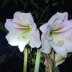 Photo taken by Robin W