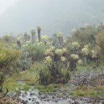 Puracé Valley | Photo taken by Peter G