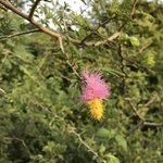 Mimosa | Photo taken by Andrew H