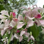 Photo taken by Kate R