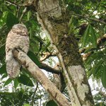 Great Potoo | Photo taken by Wendy D