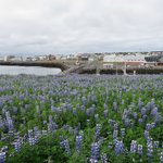 Lupins at Keflavik | Photo taken by Werner B
