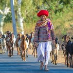 Road to Udaipur, India; "Shepherd and His Goats" Big colorful turbans and mustaches are found in many places in Rajasthan | Photo taken by Jean M