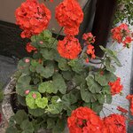 Photo taken by Anna Mae R