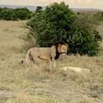 Simba | Photo taken by Virginia H