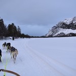more dog sledding | Photo taken by Cyndi P