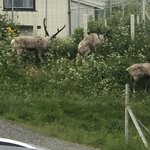 Yes herds of Reindeer | Photo taken by florence P