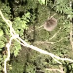 Sloth | Photo taken by Nitin A