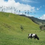 Valle de Cocora | Photo taken by Peter G