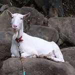 Nakadanaso’s mascot, Komoro | Photo taken by Louise I