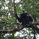 monkeys high above the bridges | Photo taken by B P