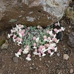 Bladder Campion near Graenavatn Lake | Photo taken by Werner B