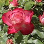 Photo taken by Gary G