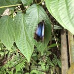 Butterfly | Photo taken by Nitin A