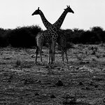 Photo taken by Peter L