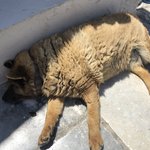 17 year old Grand Dog of Santorini | Photo taken by Alexandra S