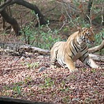 Rathambore | Photo taken by carole c
