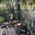 Sea lion sunbathing | Photo taken by Melody B