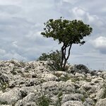 Photo taken by Cheryl M