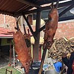 Guinea Pig | Photo taken by Kristen K