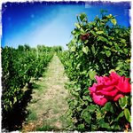 Photo taken by Olaf H