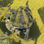 Photo taken by Linnaea M