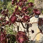 Photo taken by Amanda F