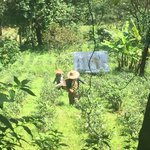 Tea plantations  | Photo taken by Rachael W