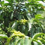 Inspiracion Coffee Hacienda | Photo taken by Peter G