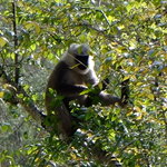 Langur | Photo taken by Donna W