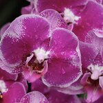 Photo taken by Steve W