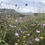 Photo taken by Shawn G