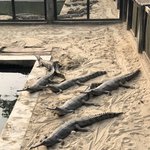 Crocodile Nursery Tour | Photo taken by matthew h