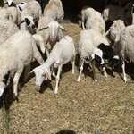 Photo taken by Rajgopal I