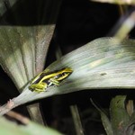 A walk in the Amazon jungle | Photo taken by Bonnie S