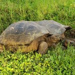Magnificent creatures | Photo taken by Peter S