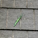 Photo taken by Kelsey D