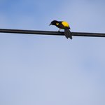 A great intro to the colourful bird life | Photo taken by Brett F