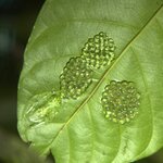 Photo taken by Ora Y