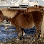 Horse Riding  | Photo taken by Shannon C