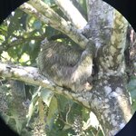Sloth sleeping | Photo taken by Diane B