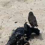 Godzilla is down! | Photo taken by Mylinda D